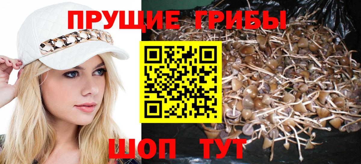 Псилоцибиновые грибы Cubensis Пугачёв